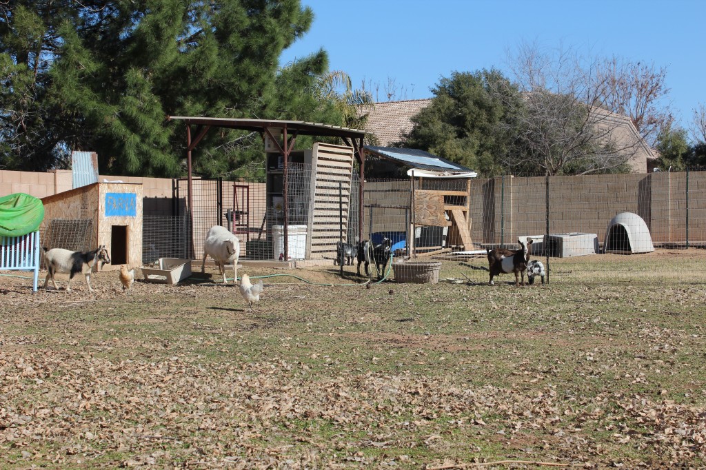 Courtney's Blogger Tour: Milking Goats at DaNelle's @ Weed 'em & Reap