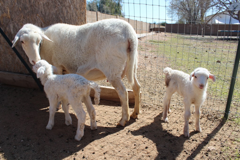 Courtney's Blogger Tour: Milking Goats at DaNelle's @ Weed 'em & Reap