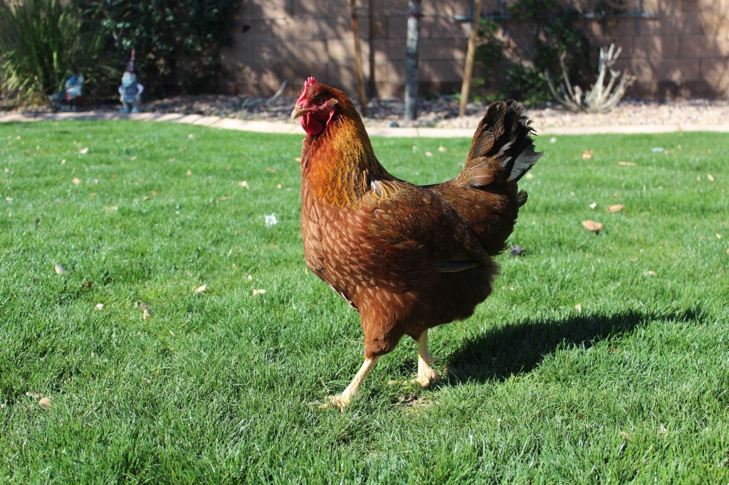 Courtney's Blogger Tour: Backyard Chickens & Kelly @ Oh, Lardy!