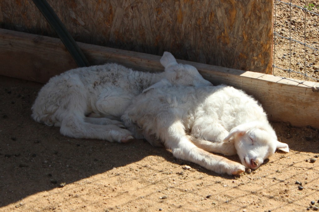 Courtney's Blogger Tour: Milking Goats at DaNelle's @ Weed 'em & Reap