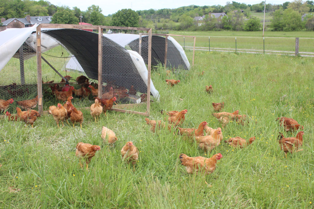 Chicken, Fresh Pastured Whole – Hidden Bears Farmstead