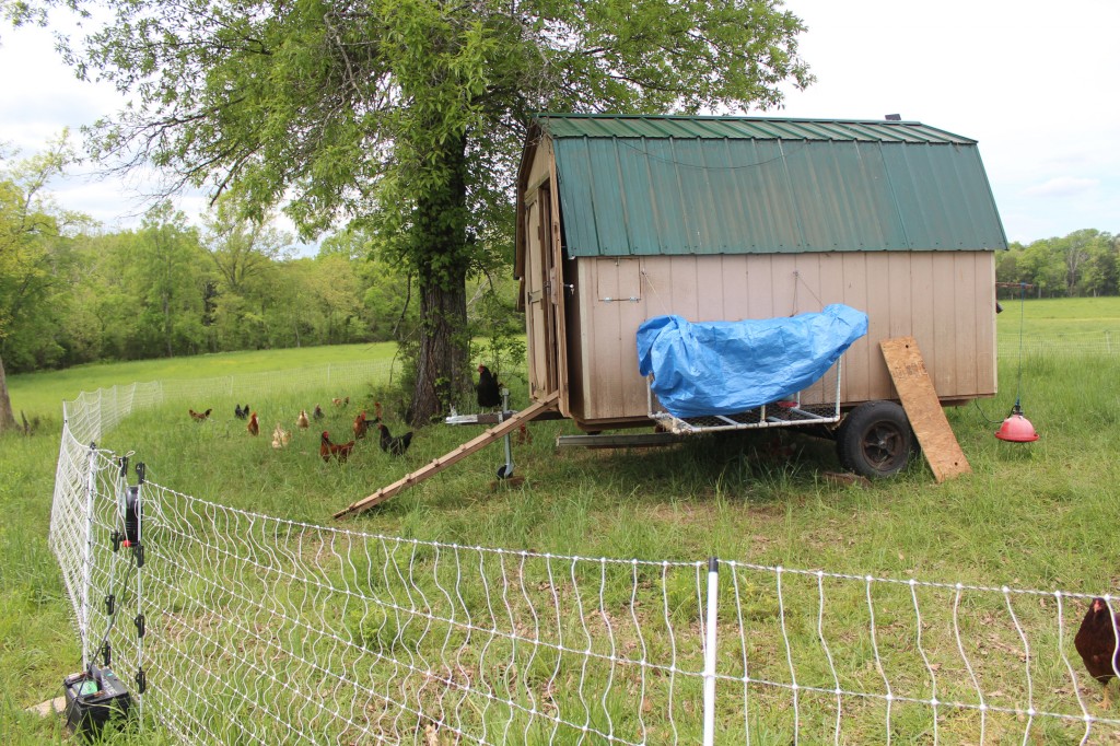 Questions to ask when buying pastured eggs