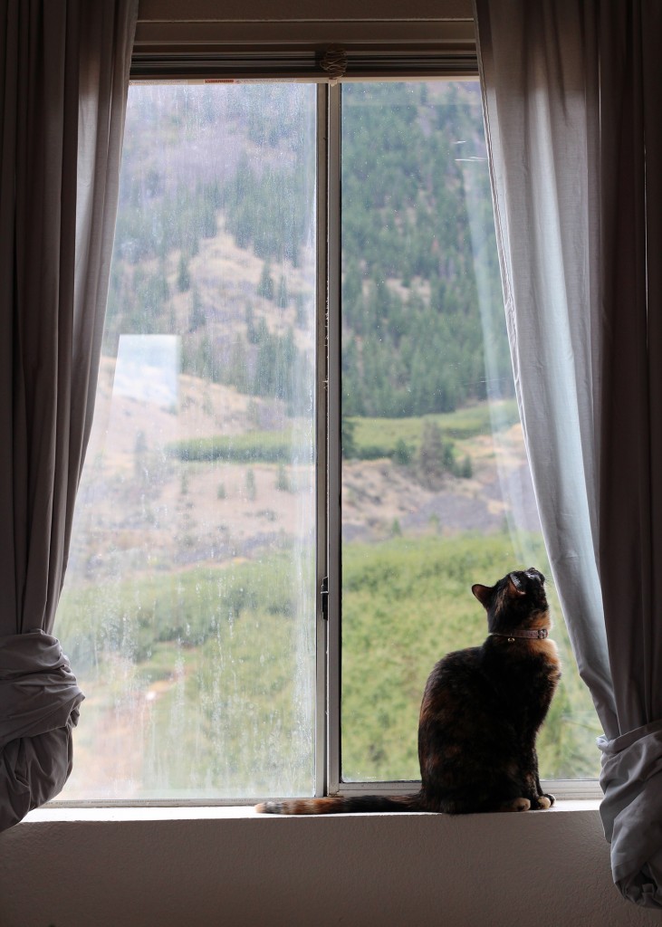 Mountains, pears, and chai tea. (A visit to The Elliott Homestead)