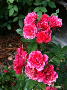 130706.Roses