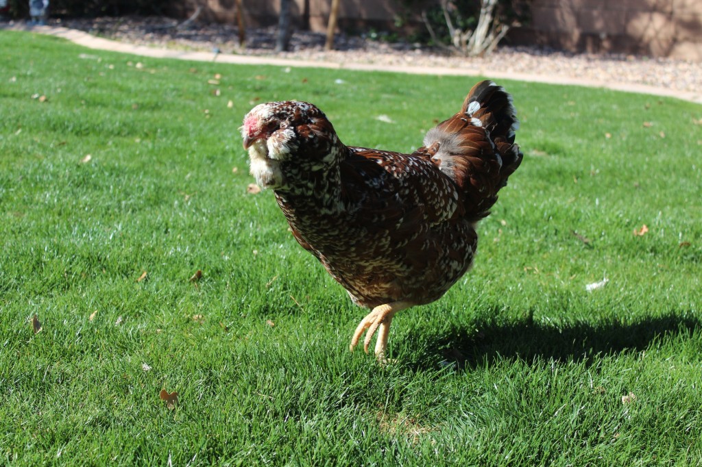 Courtney's Blogger Tour: Backyard Chickens & Kelly @ Oh, Lardy!