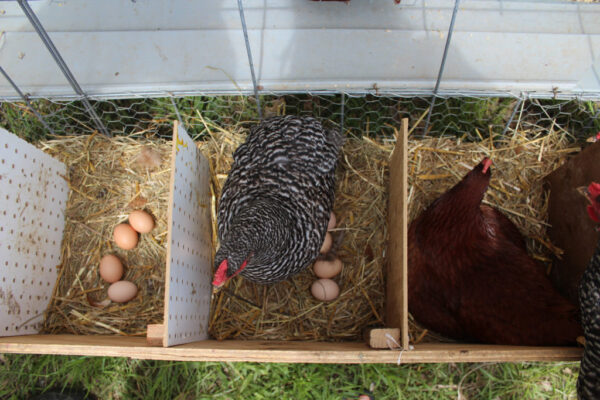 130402.FieldofDreamsFarm47