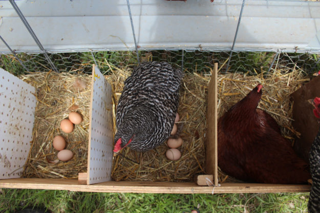 130402.FieldofDreamsFarm47